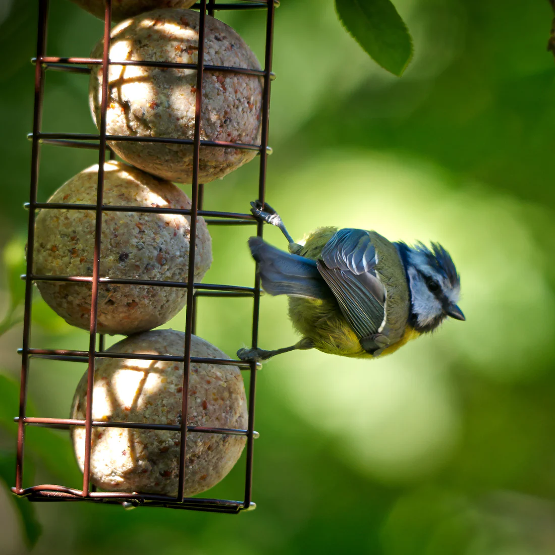 Energy Ball Feeder, by Secret Garden - Image 2