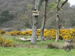 Barn Owl nest box, outdoor design - Image 2