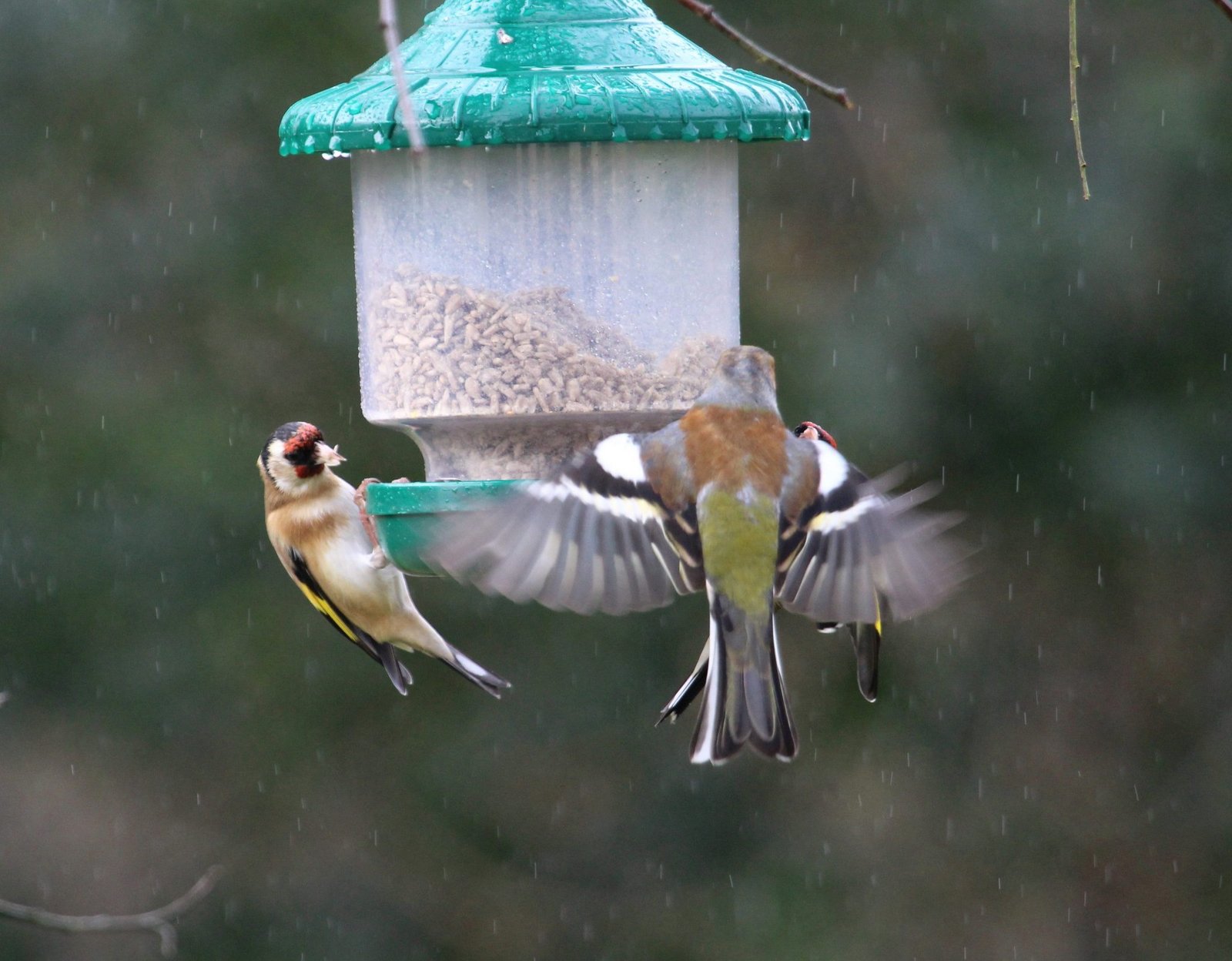 Gardman Sunflower Hearts 12.75 kg sack - Image 3