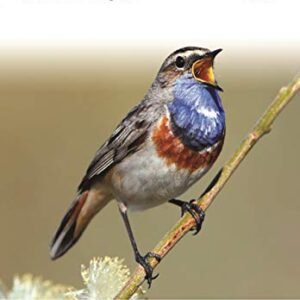 Europe's Birds an identification guide