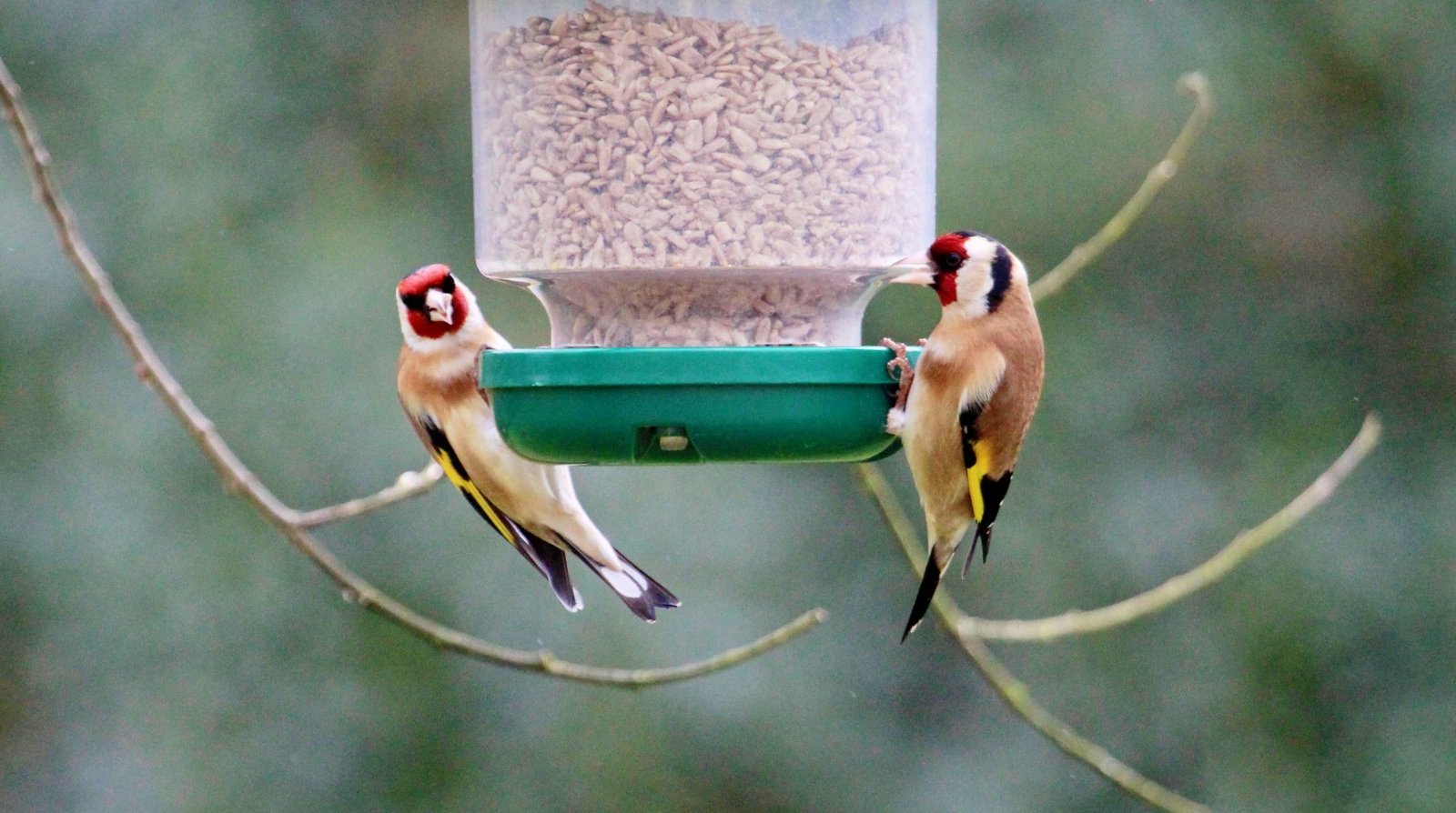 Gardman Sunflower Hearts 12.75 kg sack - Image 2