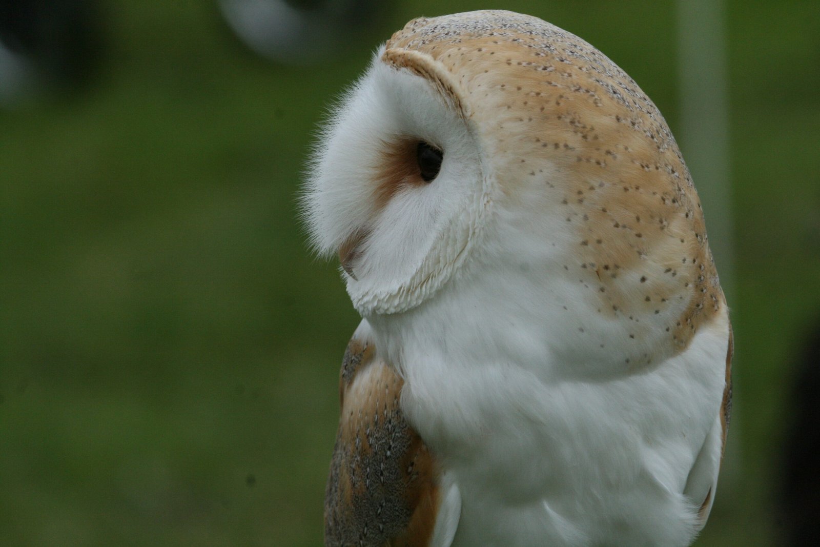 Barn Owl nest box, outdoor design - Image 3