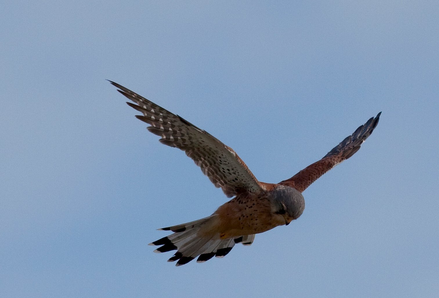 Kestrel Nest box ACRES Approved - Image 3