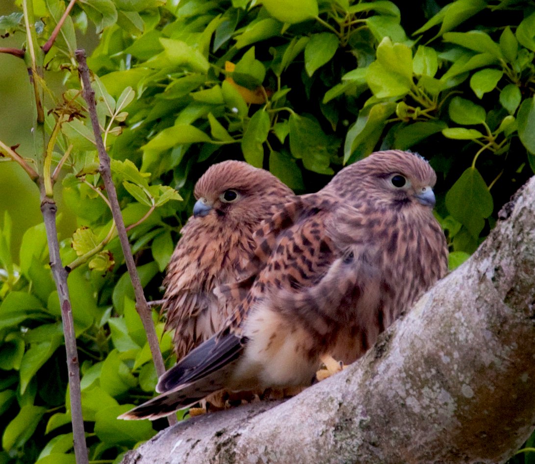 Kestrel Nest box ACRES Approved - Image 2