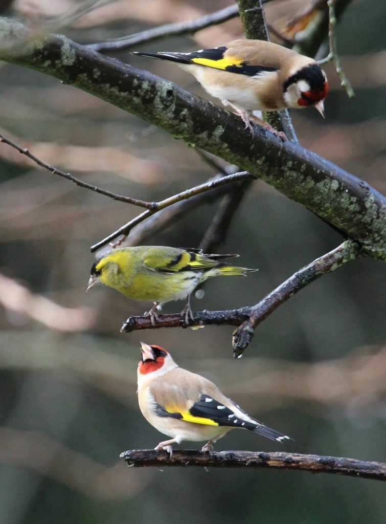 All Weather, large Nyjer Feeder - Image 3