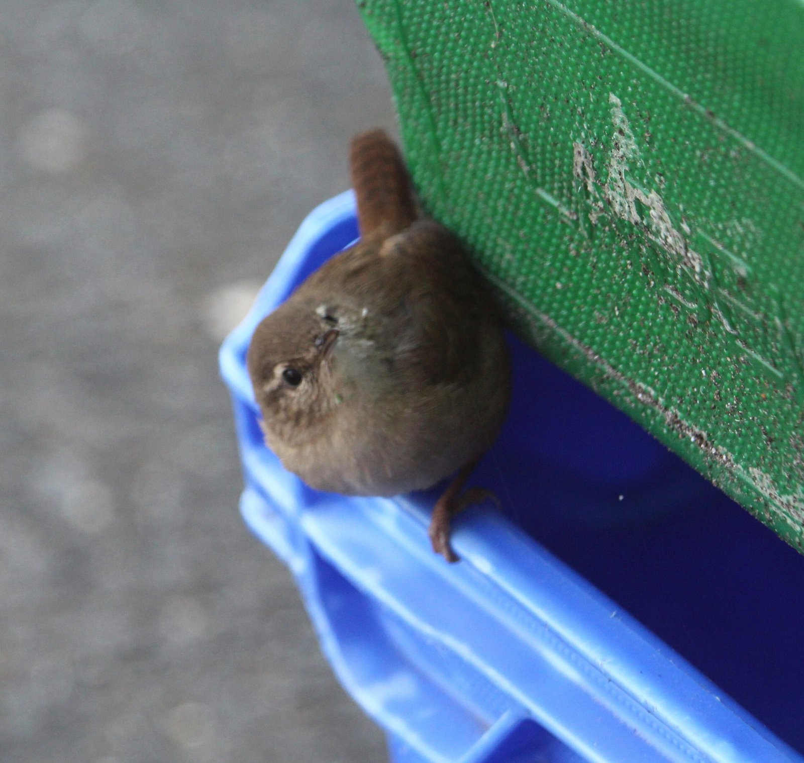 Robin and Wren Nestbox - Image 3