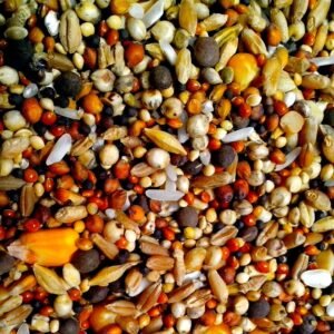 Bird Food